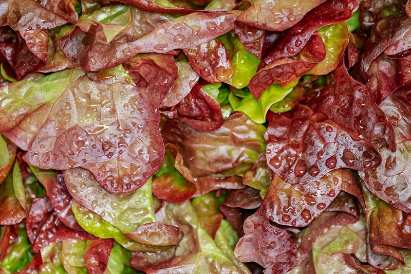 Spring Salad